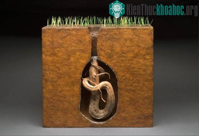 Khi đang trong quá trình ngủ đông, chúng hạn chế quá trình trao đổi chất.