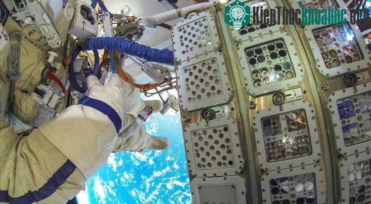 Phát hiện một loài tảo sống được tới 2 năm ngoài không gian ảnh 2