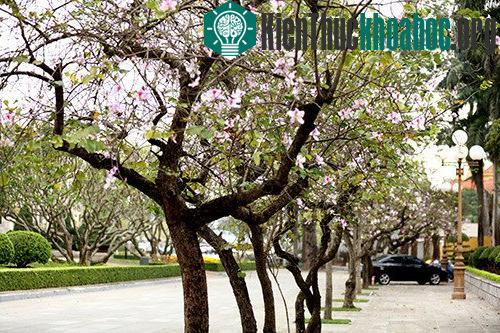 Sắc tím hoa ban Tây Bắc giữa trời xuân Hà Nội ảnh 3