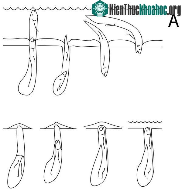 Cách sinh sống kỳ lạ của loài cá phổi.