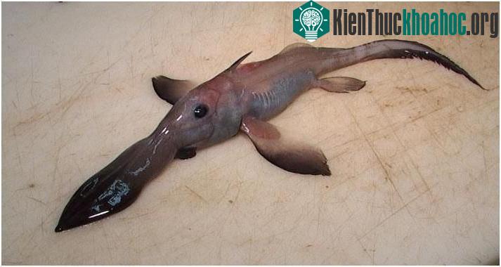 Chimaera mũi dài - sở hữu một cái mũi như vòi voi.