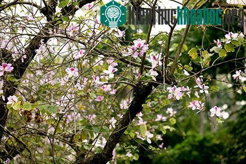 Sắc ban tím của đất trời Tây Bắc làm bừng sáng cả con đường Bắc Sơn trước Lăng Bác.