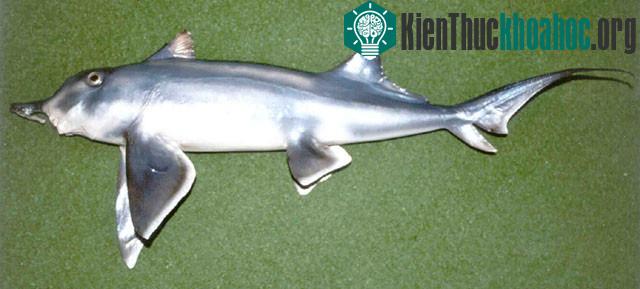 Chimaera mũi chẻ.