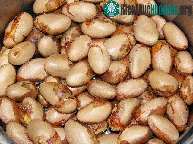 Hạt mít luộc