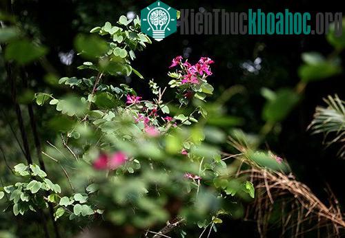 Sắc tím hoa ban Tây Bắc giữa trời xuân Hà Nội ảnh 5