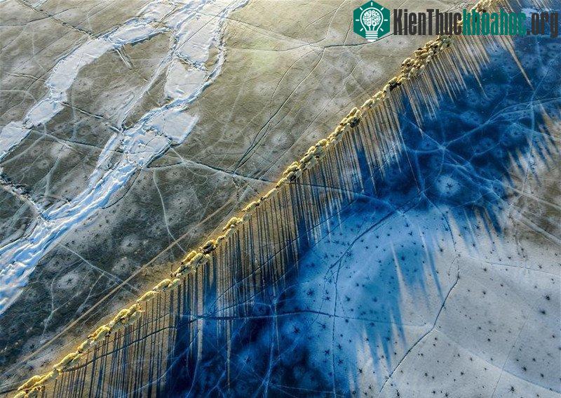 Hàng nghìn chú cừu đồng loạt di cư qua mặt hồ cao nhất thế giới ảnh 7