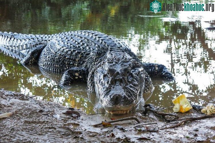 Cá sấu đen Caiman