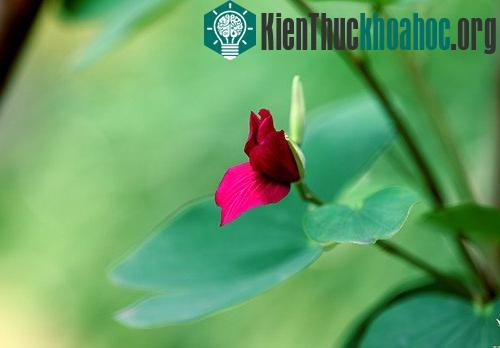 Hoa ban, loài hoa mang hương sắc của núi rừng Tây Bắc ngàn đời, có trong câu hát giao duyên, trong kí ức của người xa quê.