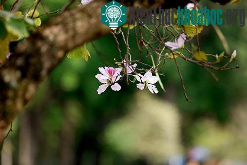Sắc tím hoa ban Tây Bắc giữa trời xuân Hà Nội ảnh 8