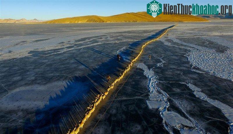 Hàng nghìn chú cừu đồng loạt di cư qua mặt hồ cao nhất thế giới ảnh 10