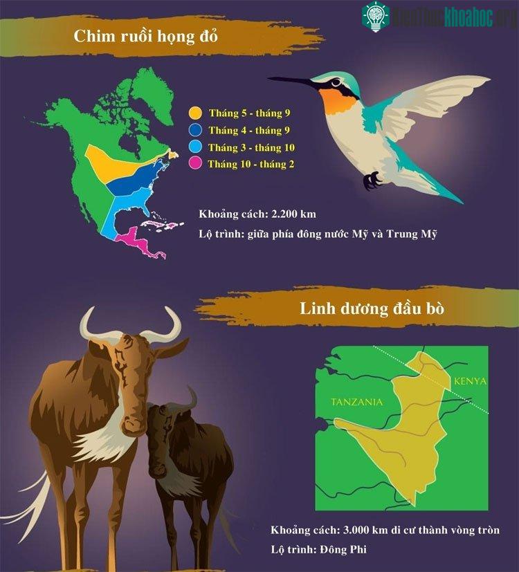Chim ruồi họng đỏ có khoảng cách di cư là 2200km