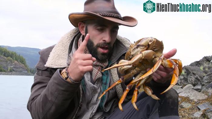 Coyote Peterson và cua Dungeness.