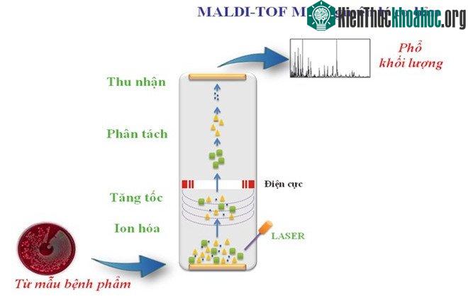 Định danh vi sinh vật là công đoạn vô cùng quan trọng nhằm xác định nguy cơ nhiễm vi sinh trong quá trình sản xuất.