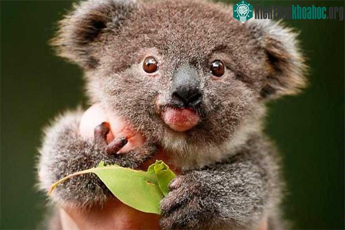 Trong ảnh là một con gấu koala mắc bệnh Down