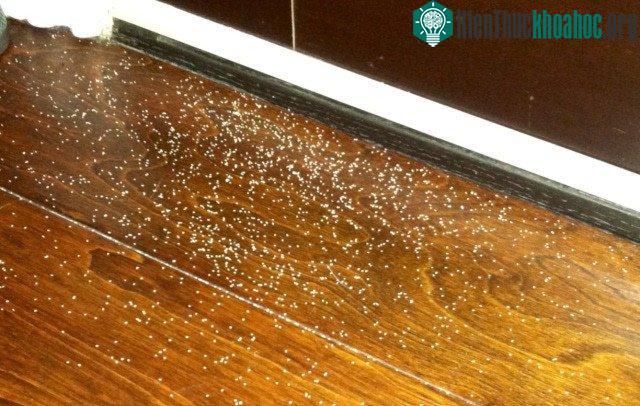 Nếu thấy mùn cưa cứ xuất hiện liên tục thì đó thực chất chính là phân côn trùng!