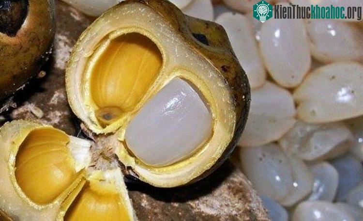 Hạt đác có tác dụng hỗ trợ tiêu hóa, giúp cơ thể bạn hấp thu dưỡng tốt hơn.