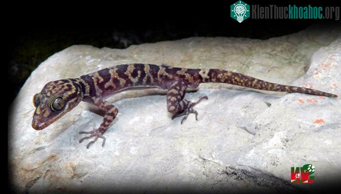 Thằn lằn chân ngón sơn - Cyrtodactylus soni