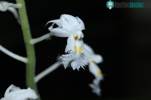 Đặc điểm nhận dạng loài Podochilus rotundipetala Aver. et Vuong. (Ảnh: Trương Bá Vương).