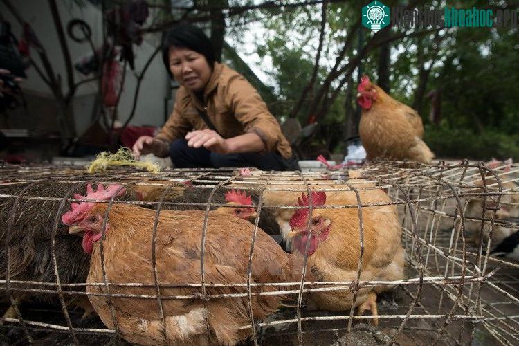 Virus cúm gia cầm H7N9 có thể khiến bệnh nhân tử vong. (Ảnh minh họa: AFP/TTXVN).