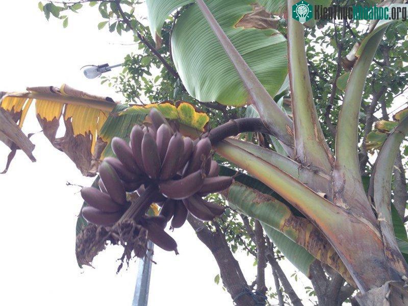 Cây chuối lạ cho ra buồng quả màu tím.