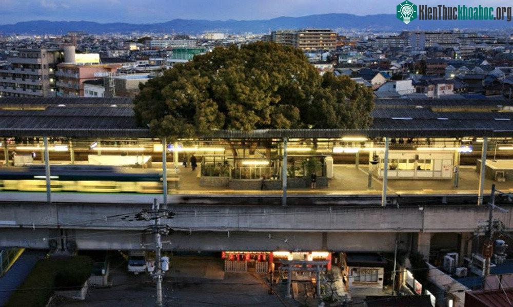 Ga Kayashima tại Neyagawa (Osaka, Nhật Bản)
