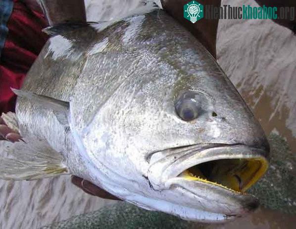Miệng của cá sủ vàng có màu vàng đặc trưng. (Ảnh: Báo Đại đoàn kết).