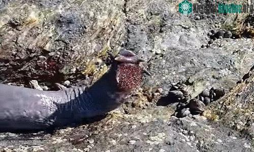 Một loài cá có tên gọi Eptatretus thuộc họ Hagfish được ghi hình ở Tirúa, Chile