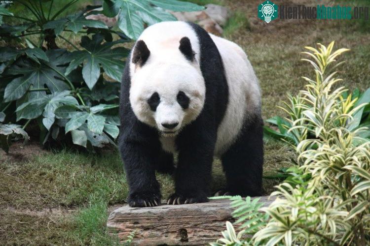 Cơ thể gấu trúc có màu đen và màu trắng. (Ảnh: Wikipedia).