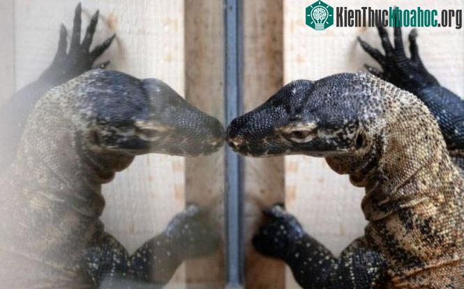 Rồng Komodo - (Ảnh: AFP).