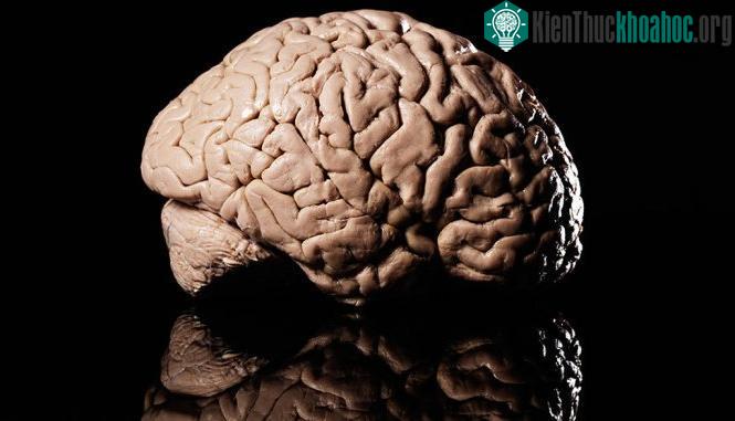 Chất dopamine đóng vai trò lớn trong việc giúp bộ não đưa ra quyết định - (Ảnh: Reuters).