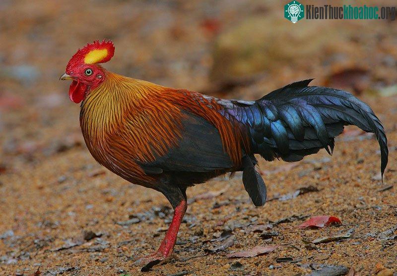 Gà rừng Sri Lanka có tên khoa học là Gallus Lafayetii.