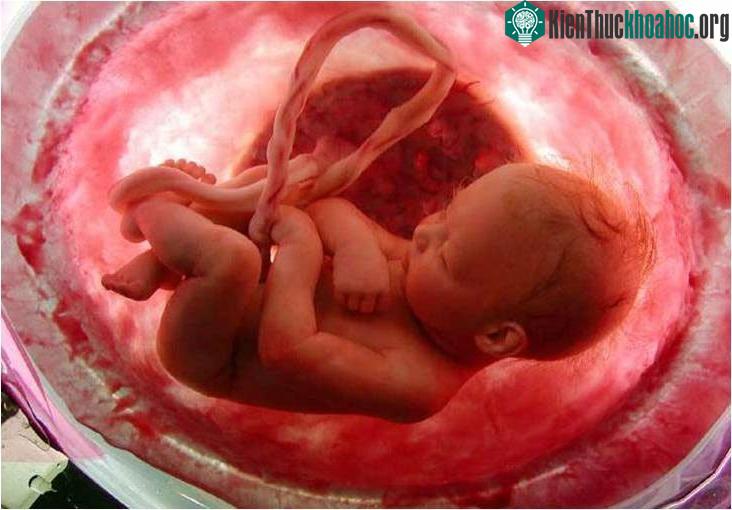 Đến tháng thứ 9, các em bé đã có hình dạng như lúc được sinh ra