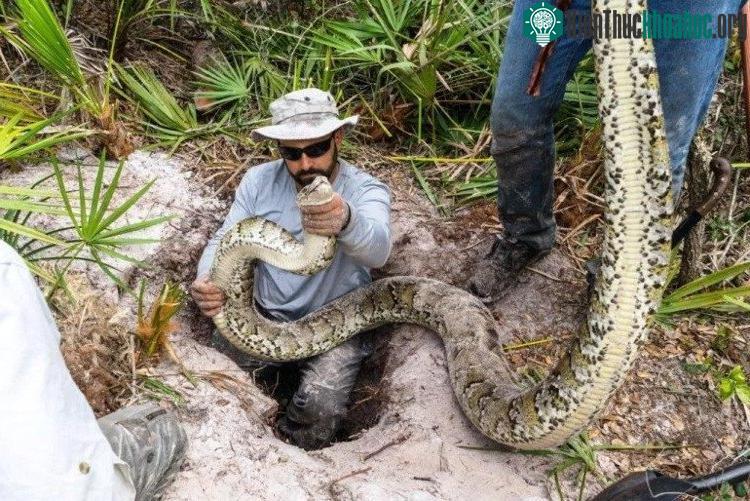 Nhà sinh vật học Ian Bartoszek và đồng nghiệp theo dõi trăn Miến Điện ở tây nam Florida. (Ảnh: CNN).