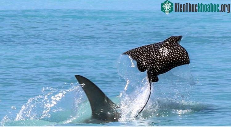 Cá đuối ó sao vài lần bay vọt lên khỏi mặt nước nhưng chính động tác cuối cùng đã giúp nó bảo toàn mạng sống.