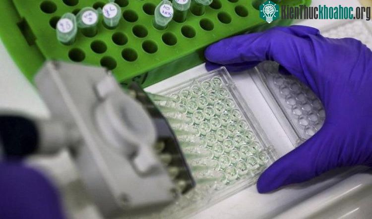 Lượng protein sốc nhiệt tự nhiên trong cơ thể người rất ít. (Ảnh: Reuters).