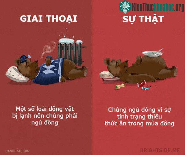 Gấu sợ gì lạnh đúng không các bạn.