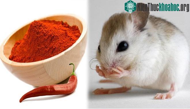 Pha bột ớt với nước rồi dùng bình xịt phun dung dịch này khắp sân vườn, đặc biệt ở những nơi bạn nghi là hang ổ của chuột.