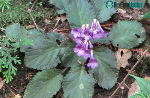 Loài Oreocharis caobangensis. (Ảnh: Đỗ Văn Trường).