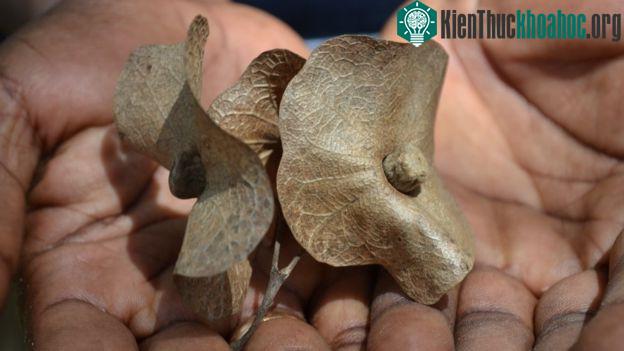 Hạt của cây Karomia Gigas, chỉ còn lại sáu cây trong tự nhiên ở Tanzania - (Ảnh: BGCI).