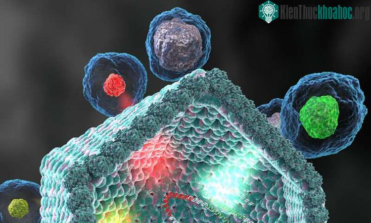 Klosneuviruses.