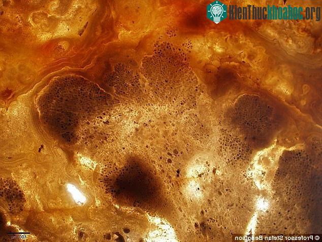 Hóa thạch giống tảo đỏ được tìm thấy trong đá trầm tích ở Ấn Độ. (Ảnh: Daily Mail).