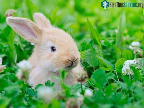 Trong khi lai tạo cỏ 3 lá trắng ngăn thỏ tấn công, các nhà khoa học vô tình tạo ra được giống có 3 lá có 4 cánh. (Ảnh: Shutterstock)