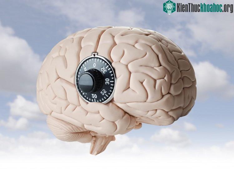 Liệu não bộ có thay đổi gì không khi trải qua những quá trình học tập ở thời điểm đã trưởng thành?