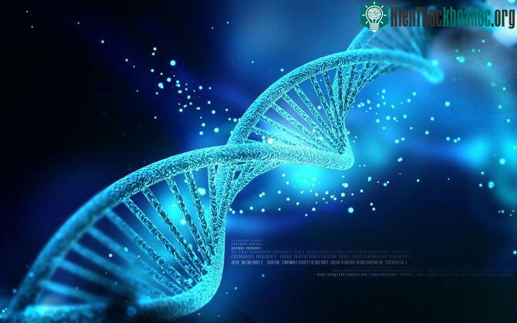 Loại thuốc này có thể tăng tốc độ sửa chữa ADN, đảo ngược lão hóa. (Ảnh: 9News).