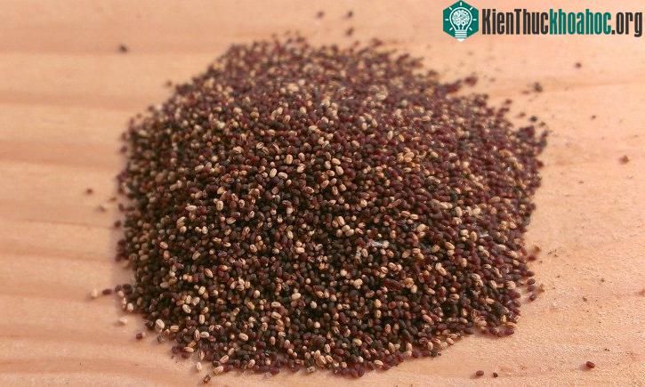 Phân của mối là sự kết hợp giữa gỗ chưa tiêu hoá hết và một số chất thải rắn khác.