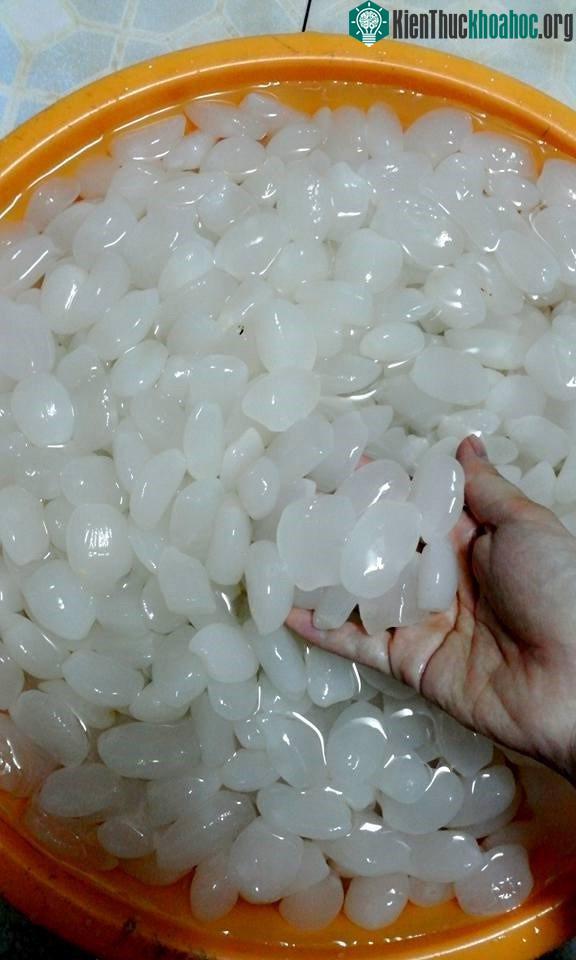 Hạt đác là một kho cung cấp nguồn năng lượng nhanh, giúp vận động viên hồi phục và tái tạo những mô bị tổn thương.