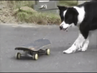 Border Collie là một giống chó chăn cừu của Anh Quốc.