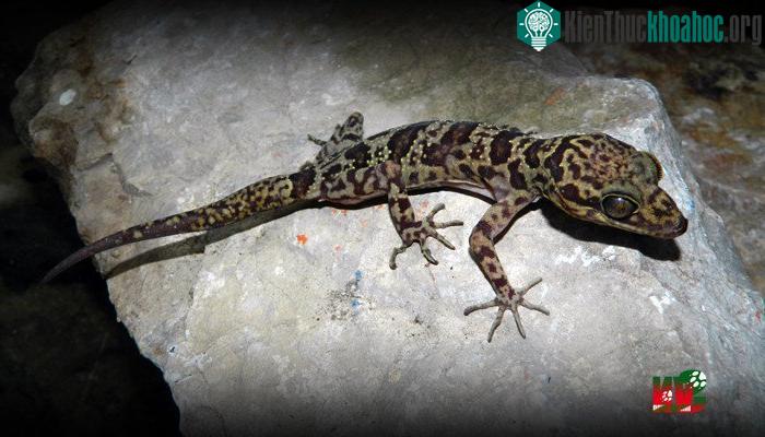 Thằn lằn chân ngón sơn - Cyrtodactylus soni - (Ảnh: Lê Trung Dũng).
