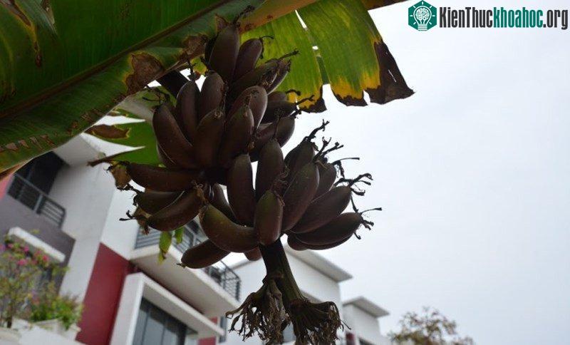 Cả buồng chỉ có 4 nải khiến ai ngang qua cũng phải dừng xe để "sờ" thử.