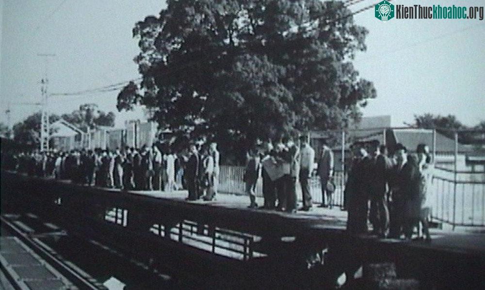 Khi ga Kayashima đi vào hoạt động vào năm 1910, cây long não đã ở đó che nắng mưa cho hành khách.